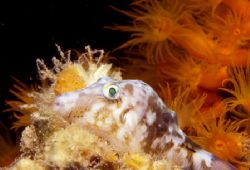 This sharp nose puffer was spotted in Bon-Aire at night o... by David Spiel 